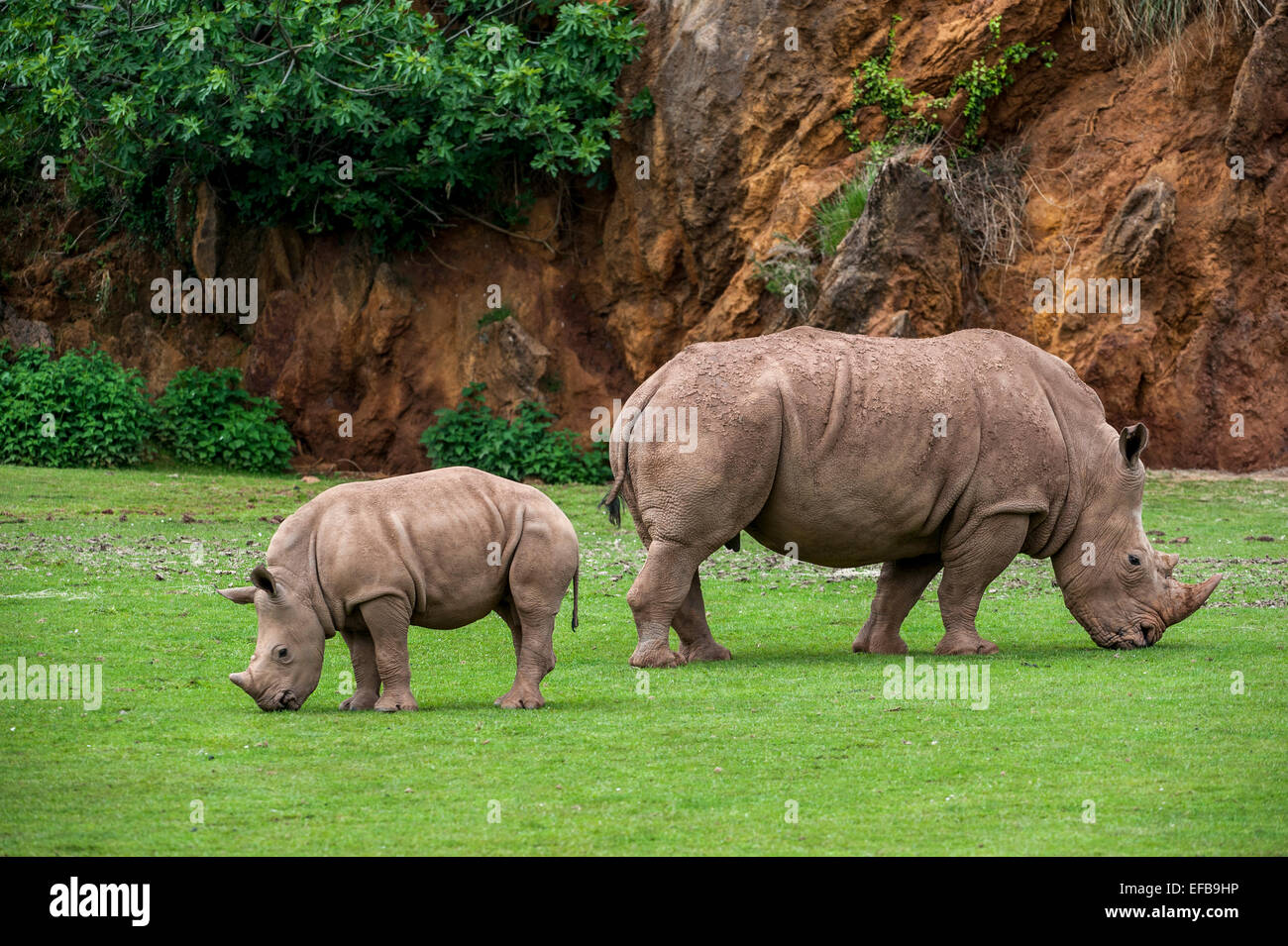 White Rhino / Square-lippige Rhinoceros (Ceratotherium Simum) weiblich und Kalb Beweidung Rasen Stockfoto