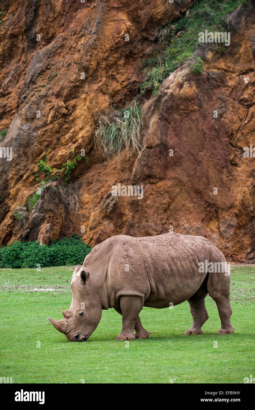 White Rhino / Square-lippige Rhinoceros (Ceratotherium Simum) weibliche Beweidung Rasen Stockfoto