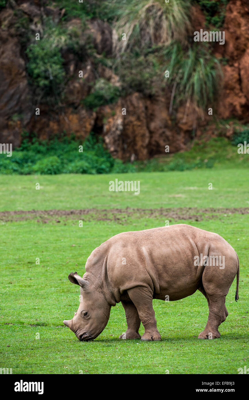 White Rhino / Square-lippige Rhinoceros (Ceratotherium Simum) Kalb Beweidung Rasen Stockfoto