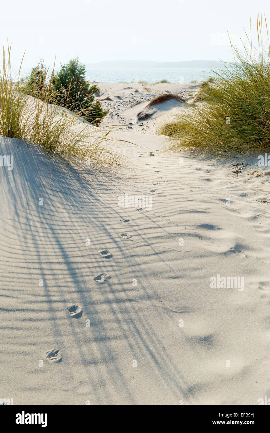 Tierspuren im Sand in den Dünen. Stockfoto