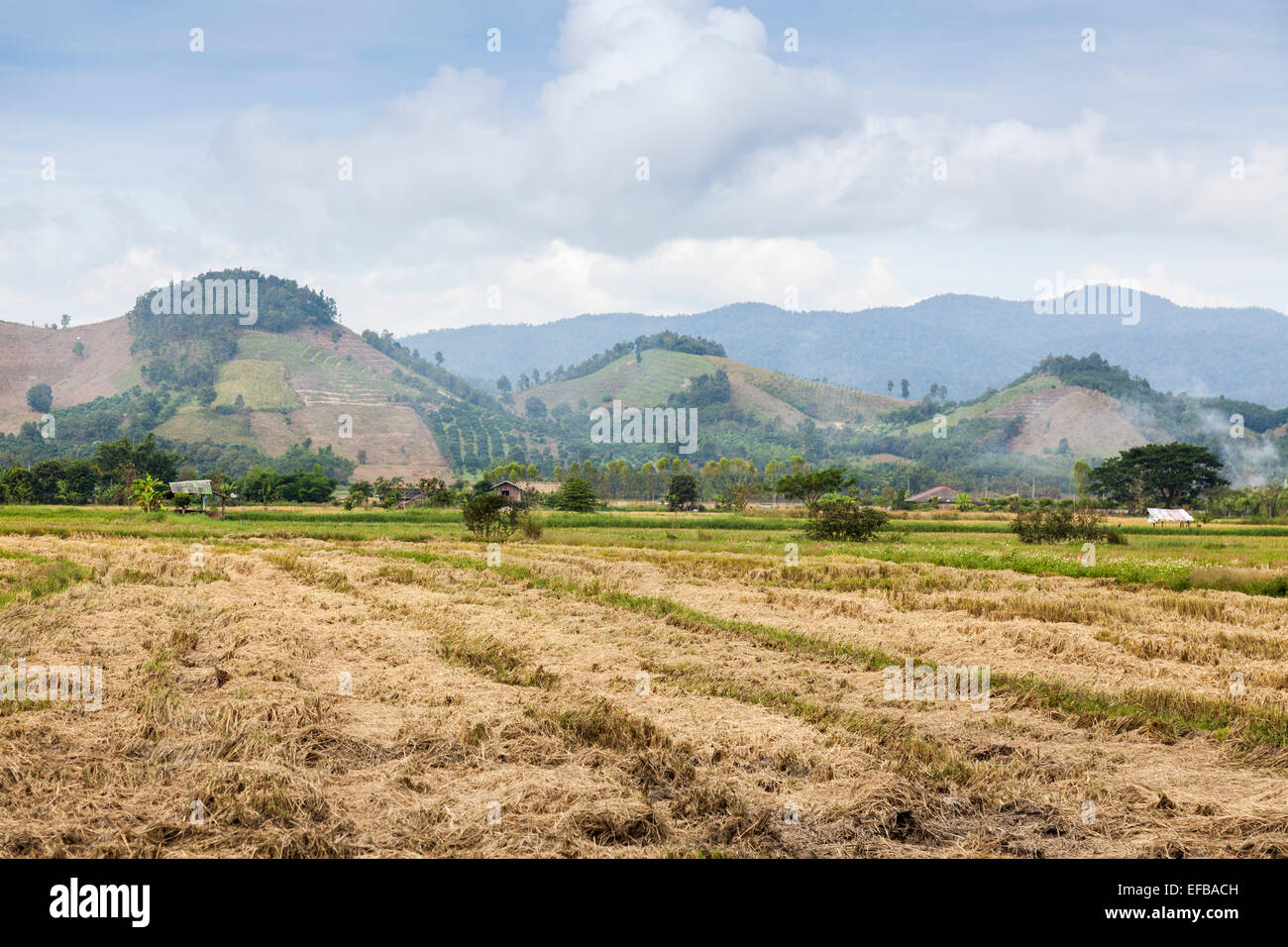 Thai Landschaft und Landschaft: geerntet Reis Feld für die Produktion von Nahrungsmitteln in den ländlichen Chiang Rai, Nordthailand mit malerischen Hügeln im Hintergrund Stockfoto