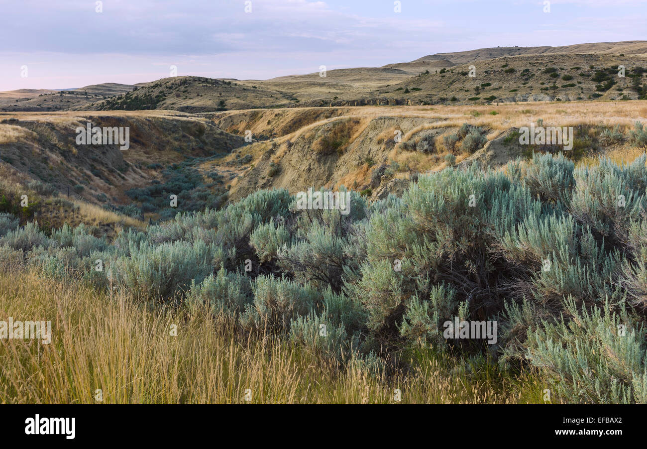 Die zerklüftete Landschaft Buschland und Wellenbewegungen der Prärie in der Nähe von Billings an der Dämmerung, Montana, USA. Stockfoto