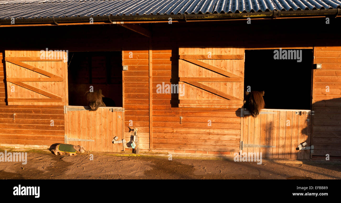 Zwei Ponys Blick auf ihre Stalltüren Stockfoto