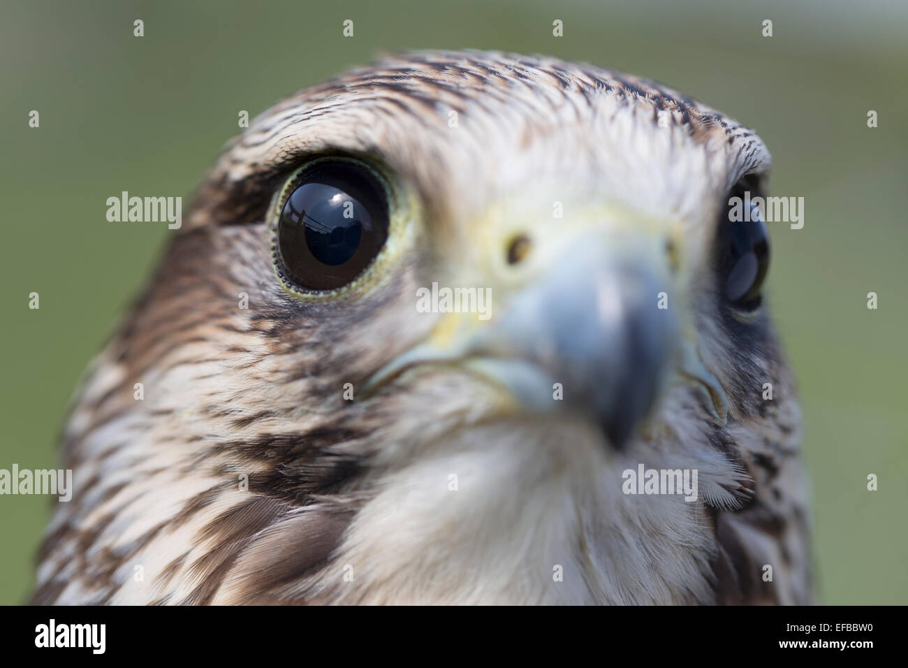 Tierwelt: Europäische Turmfalke (Falco Tinnunculus), Birds Of Prey. Aka Eurasian Kestrel oder alten Welt Turmfalke. Stockfoto