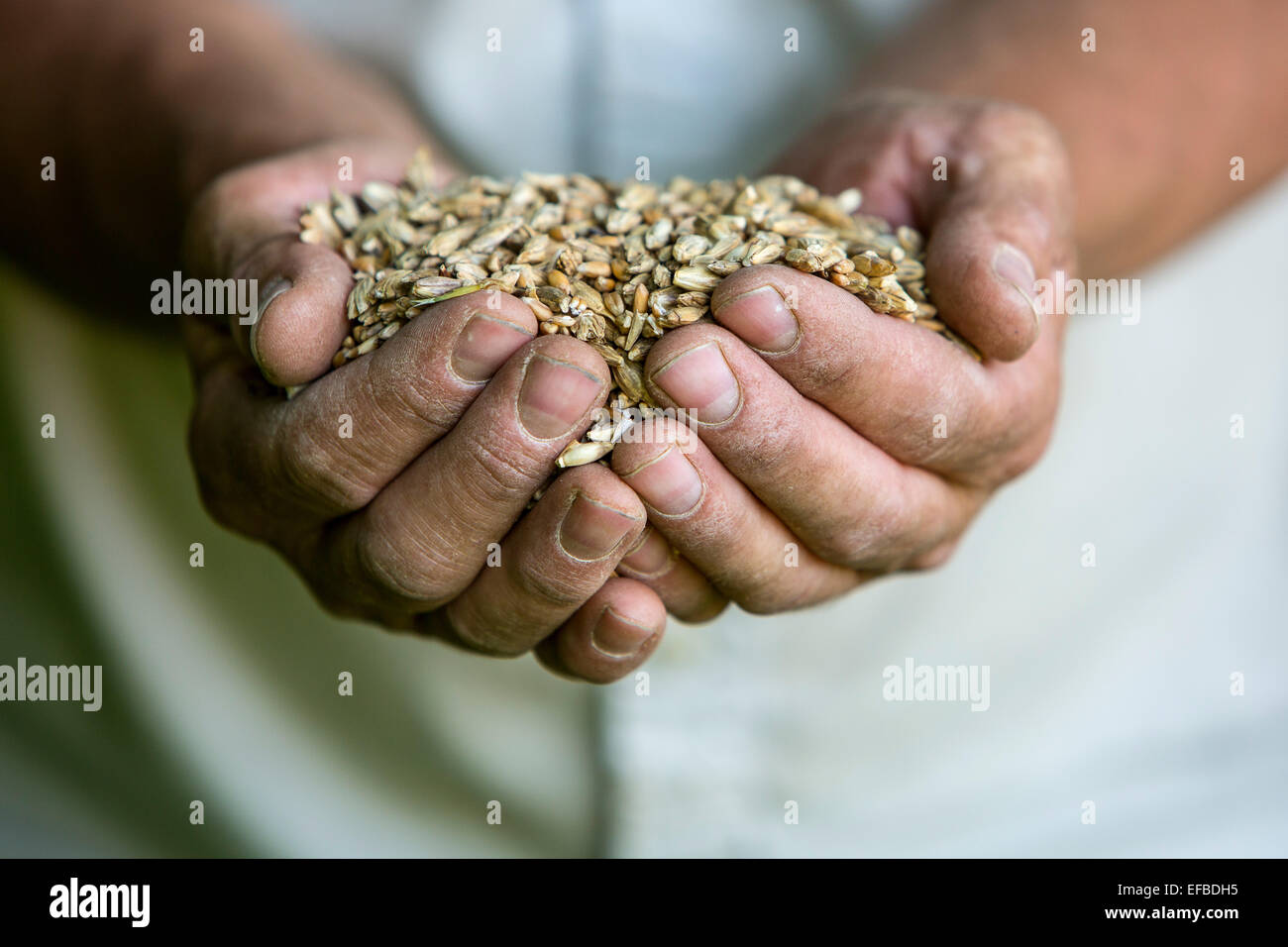 Bauer Holding Handvoll Weizen geerntet, in der Nähe Stockfoto