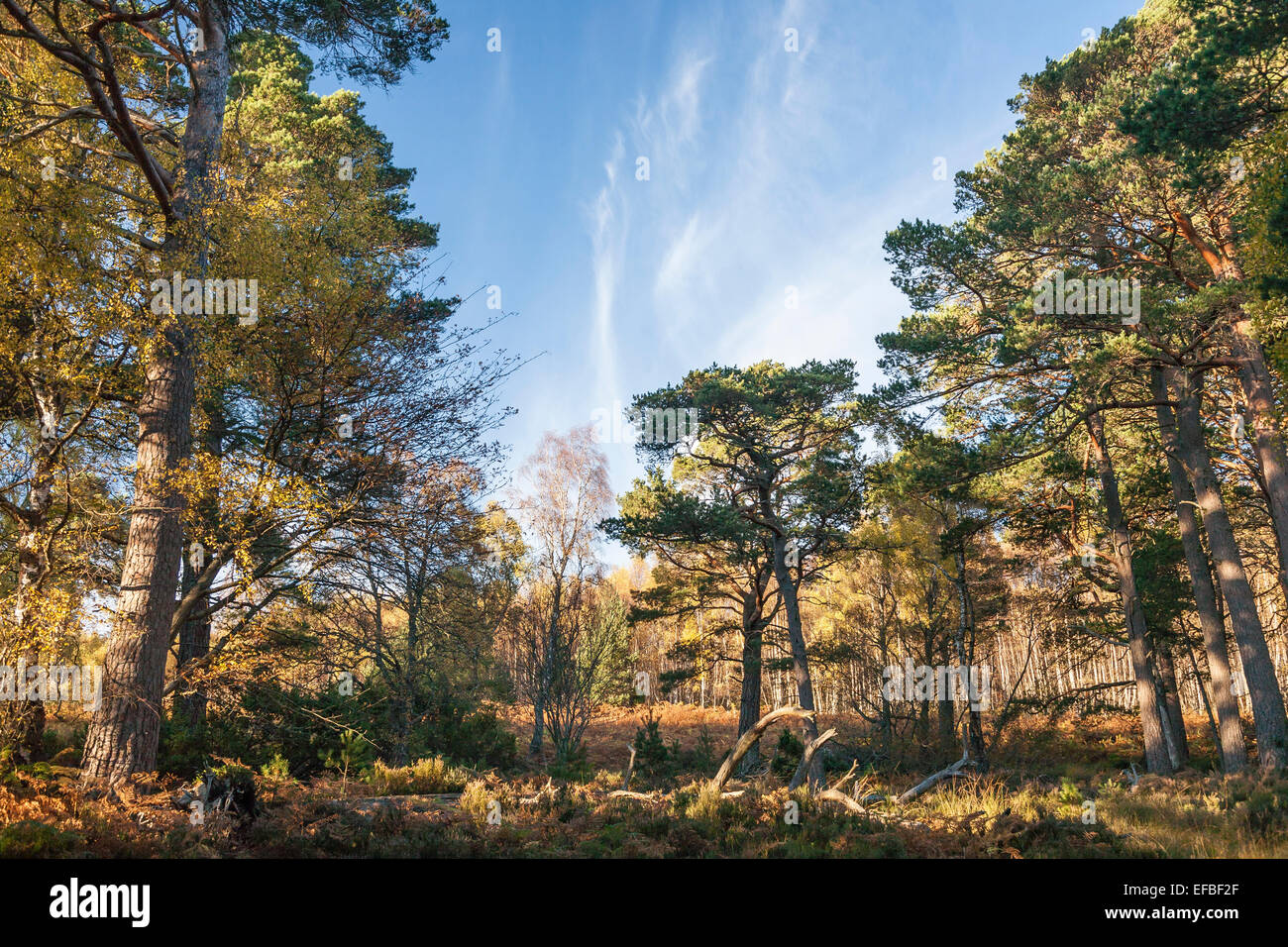 Caledonian Wald am Loch ein Eilein in Schottland. Stockfoto