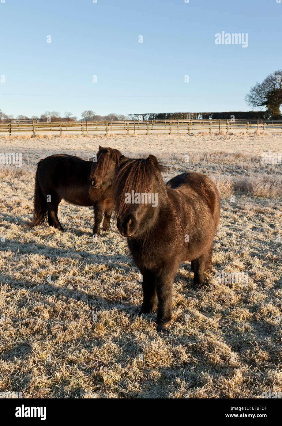 Zwei Shetlandponys in einer Wiese an einem hellen frostigen Morgen Stockfoto