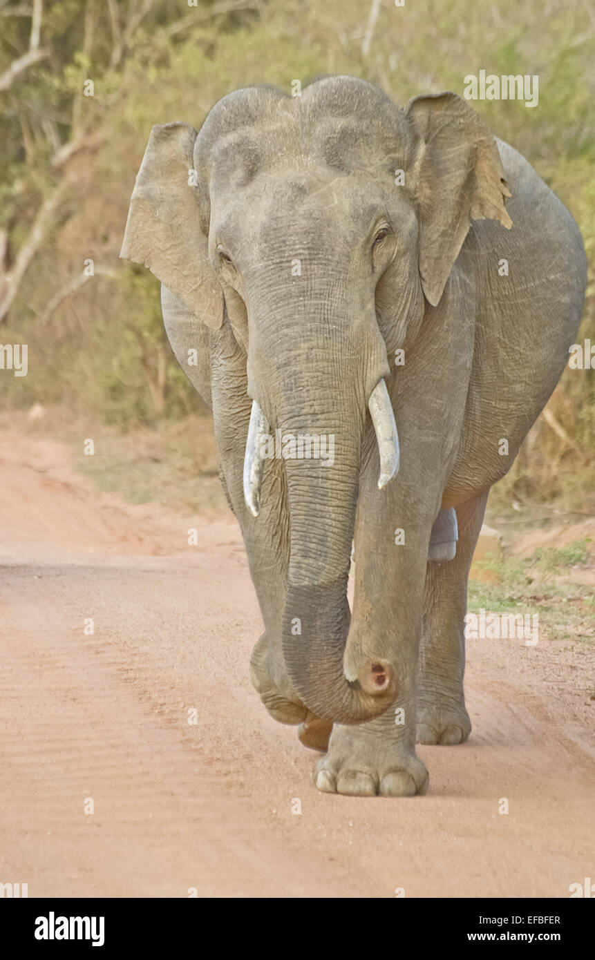 Wilde Elefanten In Yala-Nationalpark Yala ist der meistbesuchte und zweitgrößte Nationalpark In Sri Lanka Stockfoto