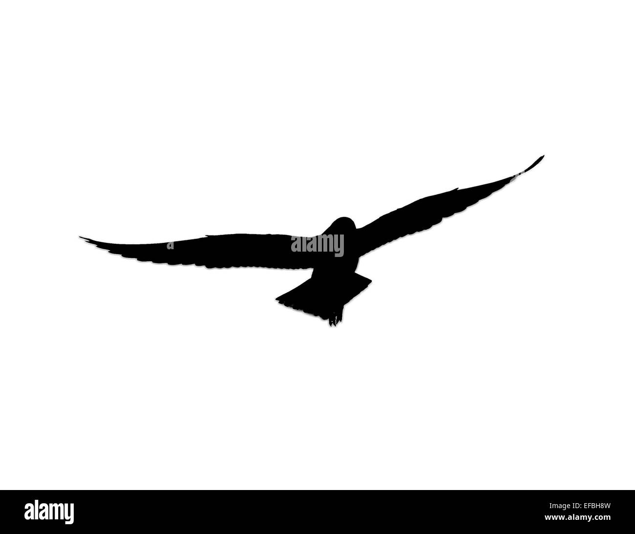 Silhouette der Möwen fliegen auf einem weißen Stockfoto