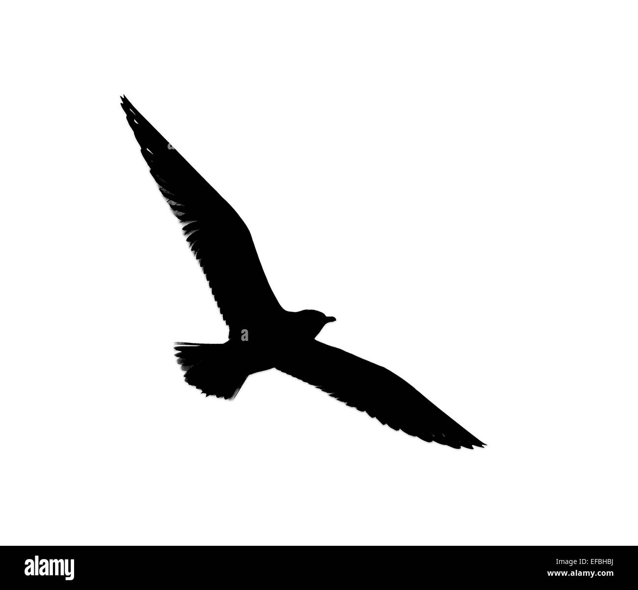 Silhouette der Möwen fliegen auf einem weißen Hintergrund Stockfoto