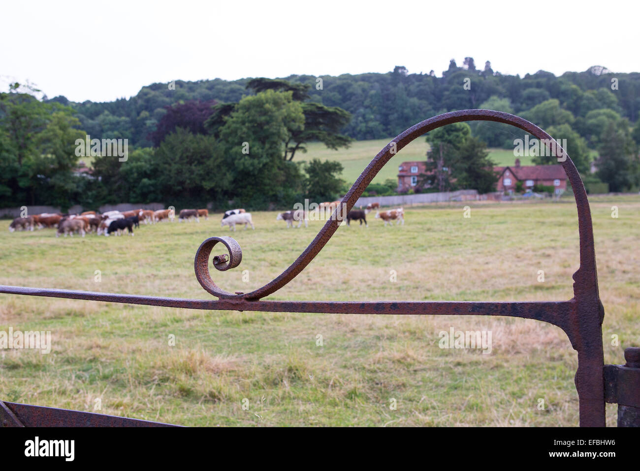 Herde Kühe grasen in ländlichen Sommerwiese über Eisen Tor, Oxfordshire, England Stockfoto
