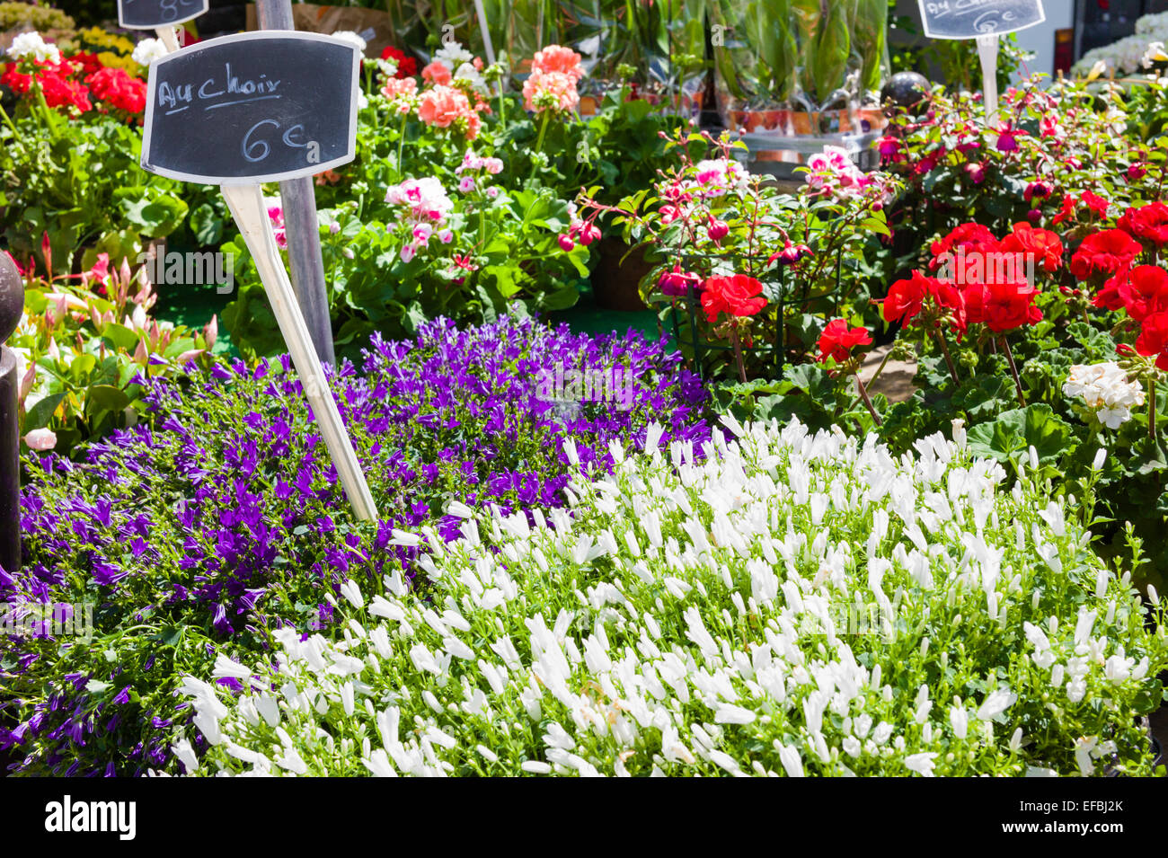 Frische weiße und rosa Blüten im französischen Markt in Paris Frankreich Stockfoto