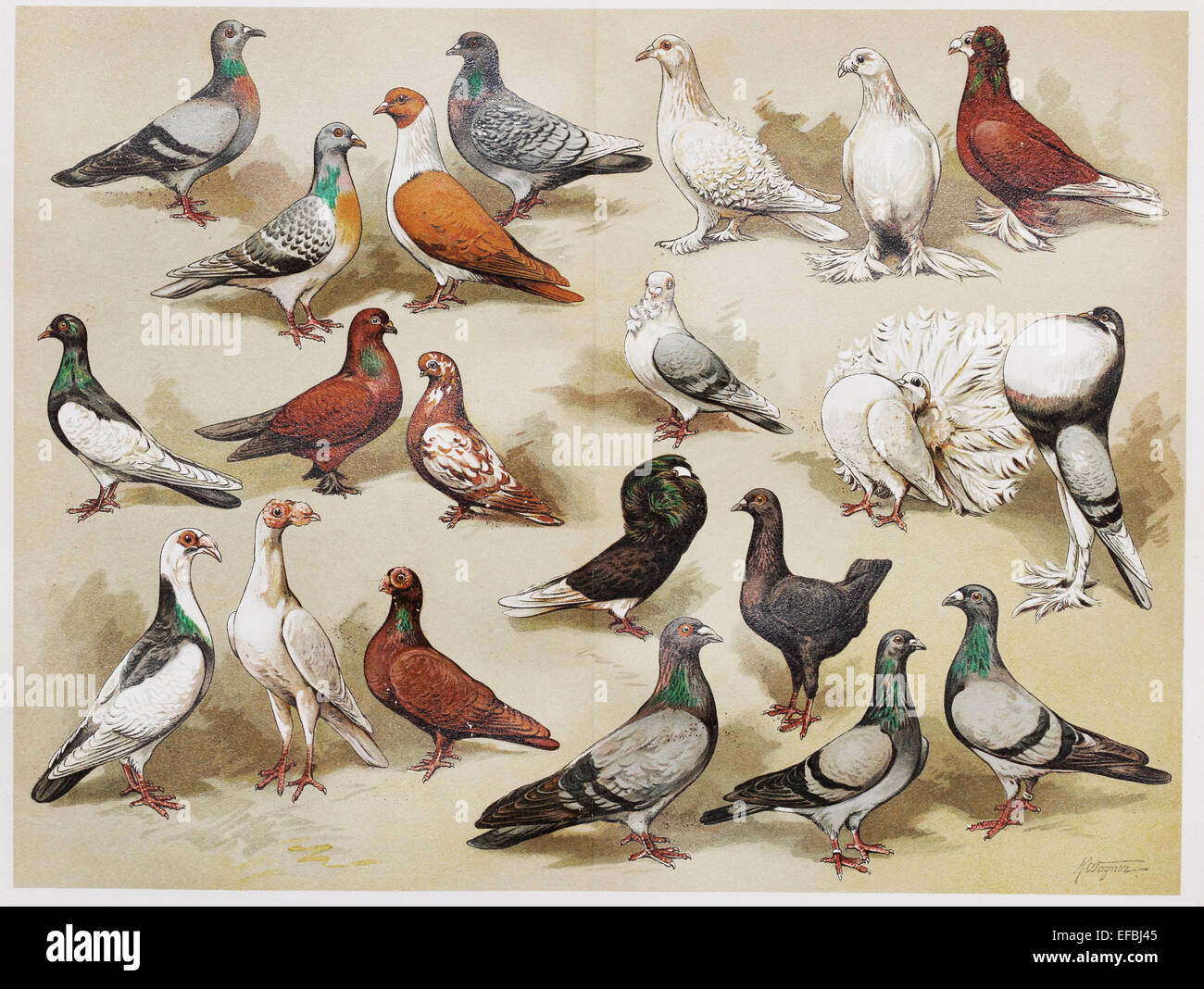 Vintage Zeichnung repräsentieren Haus Tauben am Ende des 19. Jahrhunderts Stockfoto