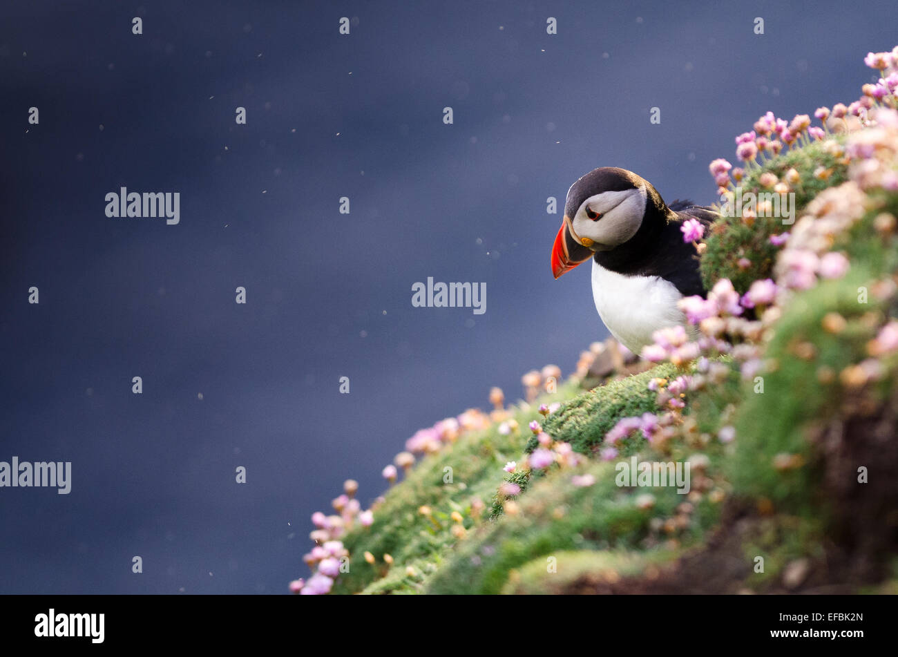 Papageitaucher (Fratercula Arctica) in Shetland Stockfoto