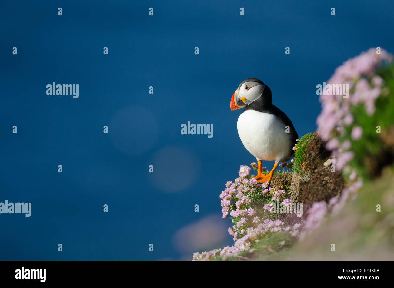 Papageitaucher (Fratercula Arctica) ich n Shetland gegen das blaue Meer. Bild aufgenommen am Fair-Isle Stockfoto