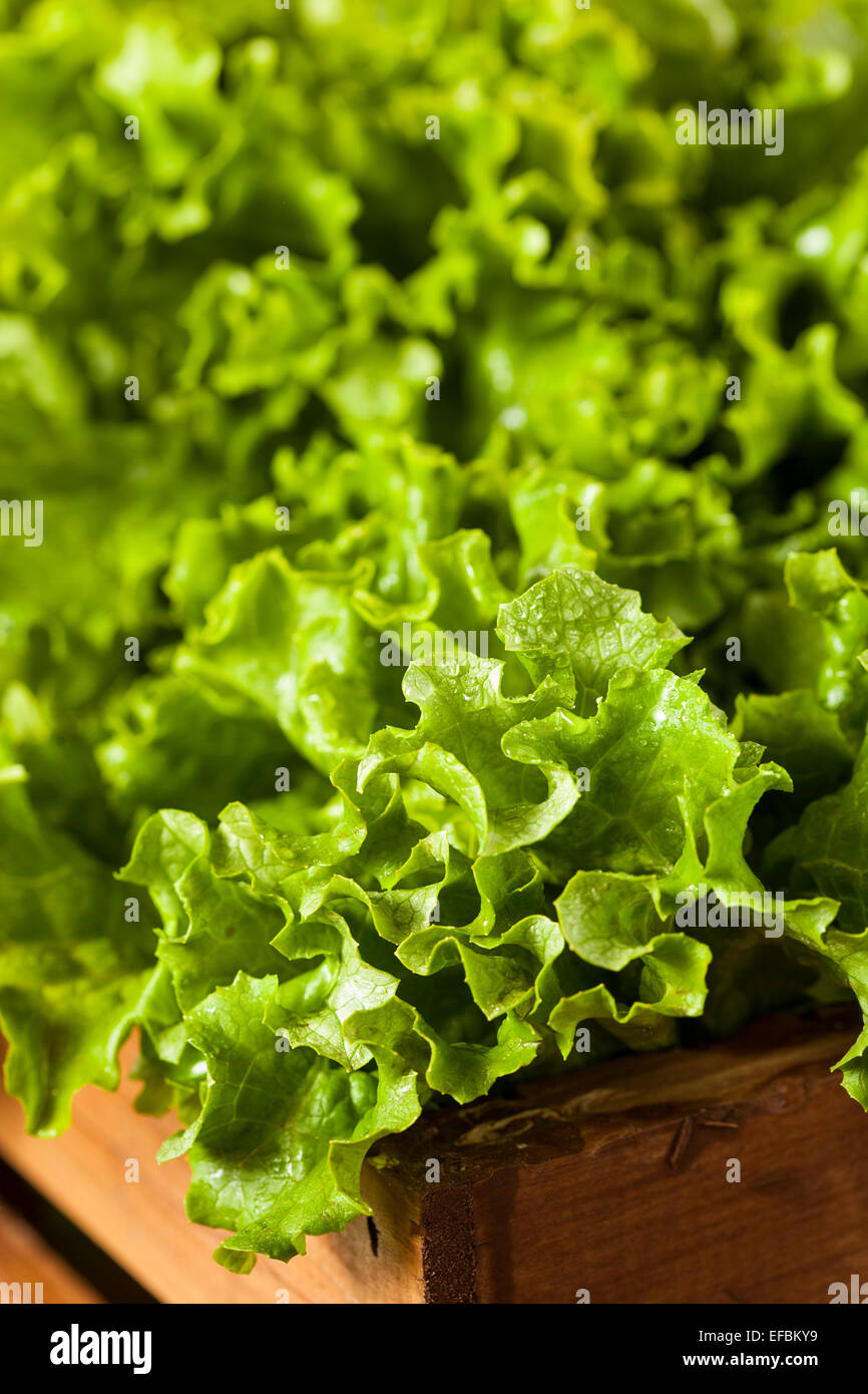 Frische gesunde Bio grüner Blattsalat essfertig Stockfoto