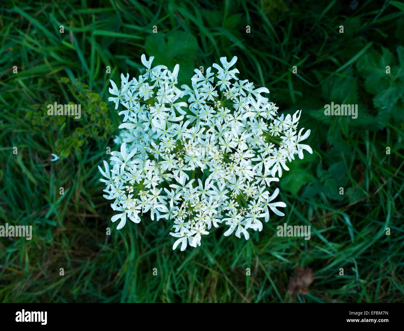 Blüte weiß hog Unkraut scharfkraut wildflower Heracleum sphondylium umbellifer'' in einer Hecke im Herbst in Carmarthenshire Wales KATHY DEWITT Stockfoto