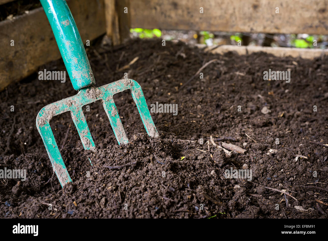 Garten Gabel schwarz kompostiert Boden in Holz Kompost Stockfoto