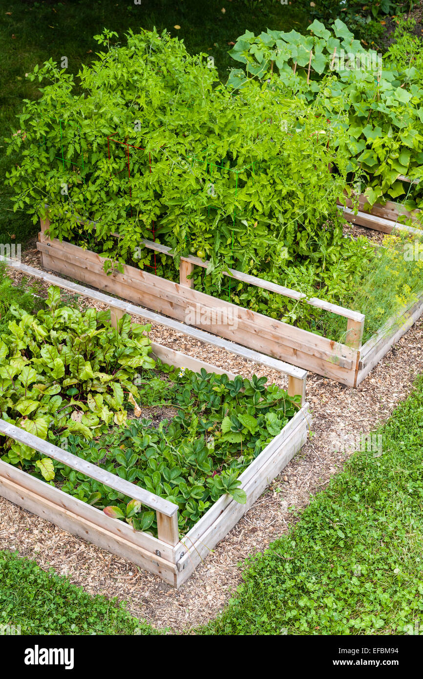 Drei Hochbeete Garten Anbau von frischem Gemüse in einem Hinterhof Stockfoto