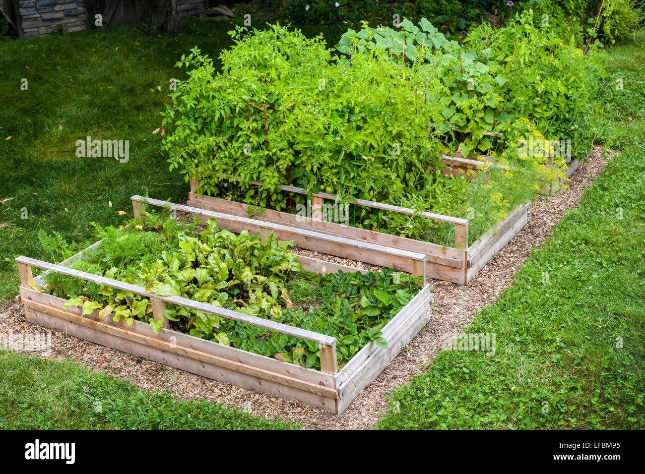 Drei Hochbeete Garten Anbau von frischem Gemüse in einem Hinterhof Stockfoto