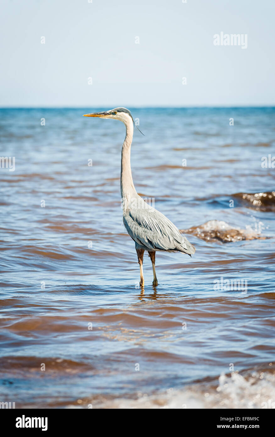 Profil von Great Blue Heron stehen im Atlantischen Ozean. Prince Edward Island, Kanada. Stockfoto