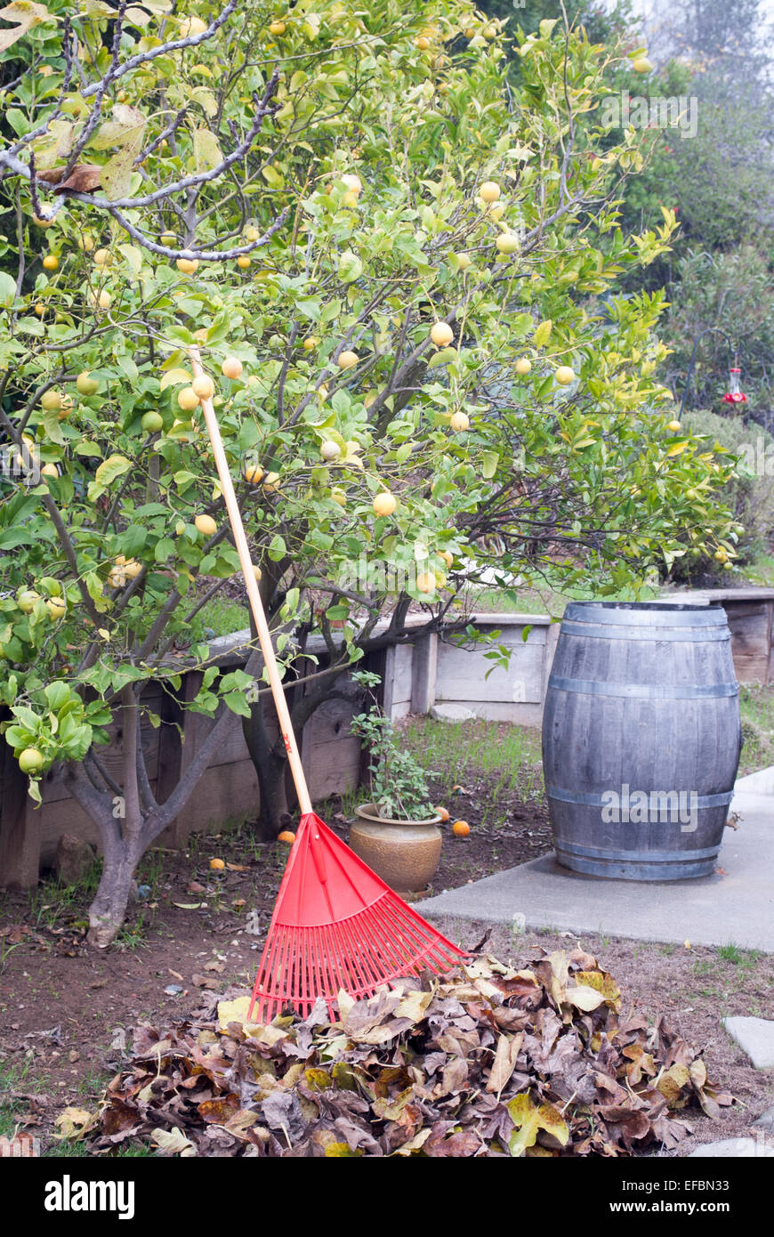 Rake auf Haufen Blätter gegen Zitronenbaum. Stockfoto