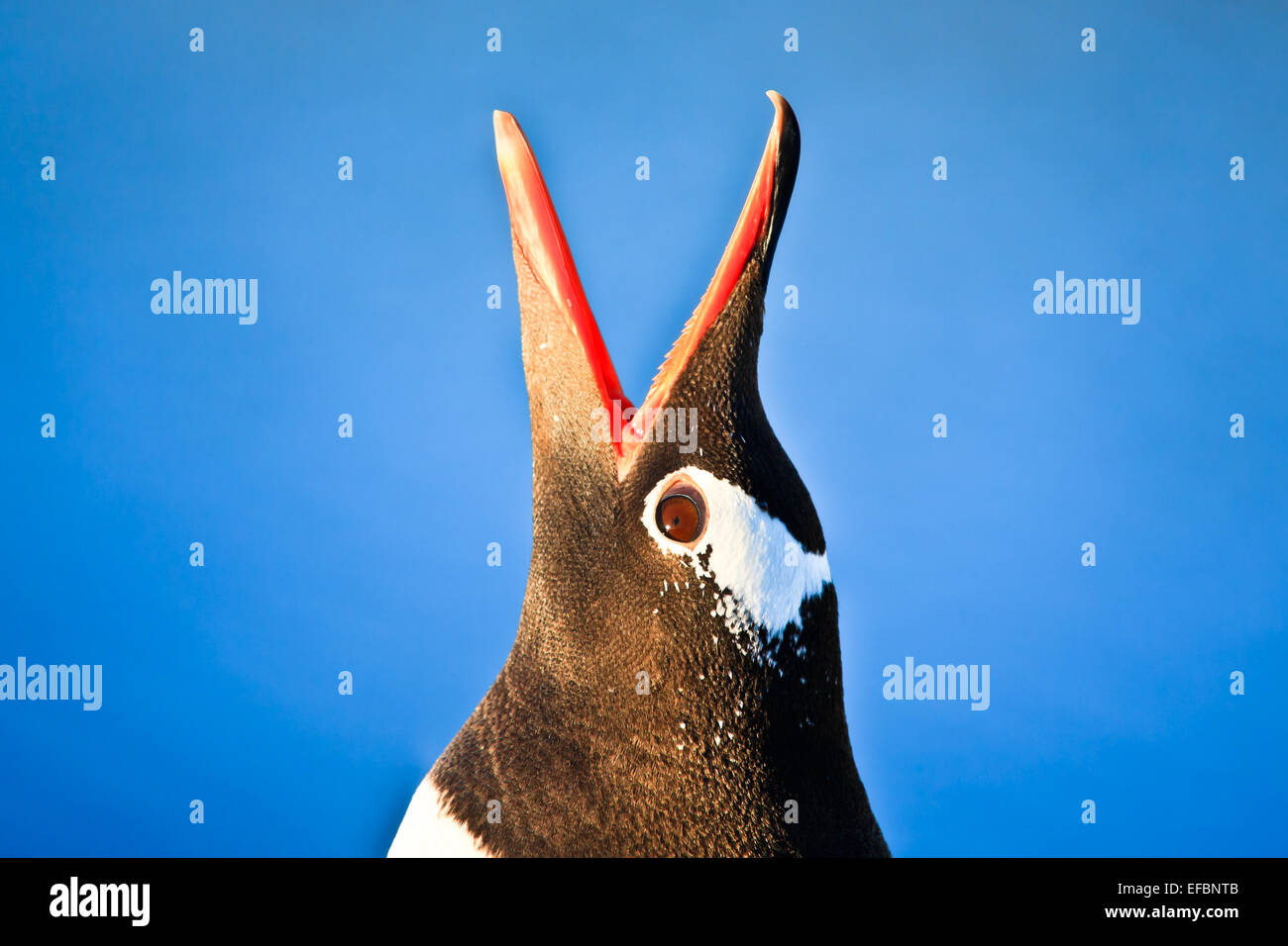 Pinguin in der Antarktis Stockfoto