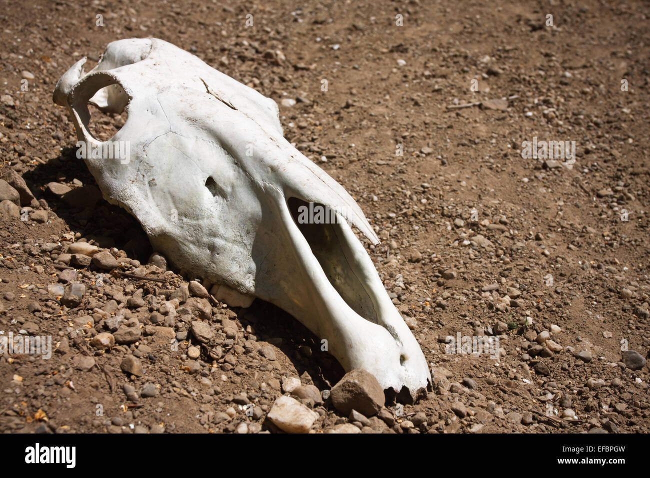 tierische Schädel Stockfoto