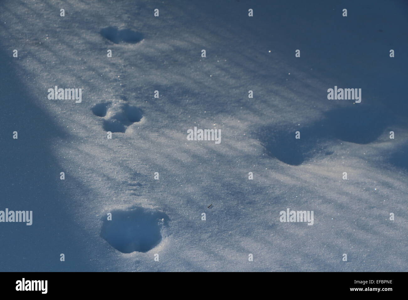 Spuren im Tiefschnee, Winter-Szene wirft eine Schatten light.deep Schnee, Tier Fußspuren, Schatten, Licht Stockfoto