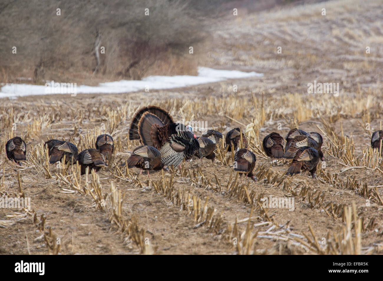 Östlichen Wildtruthahn Gobblers Federbein und zeigen Sie für eine Gruppe von Hennen im Spätwinter. Stockfoto