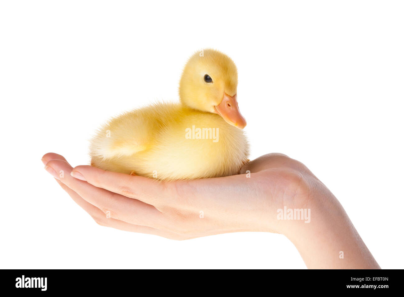 Kleine Entlein Stockfoto