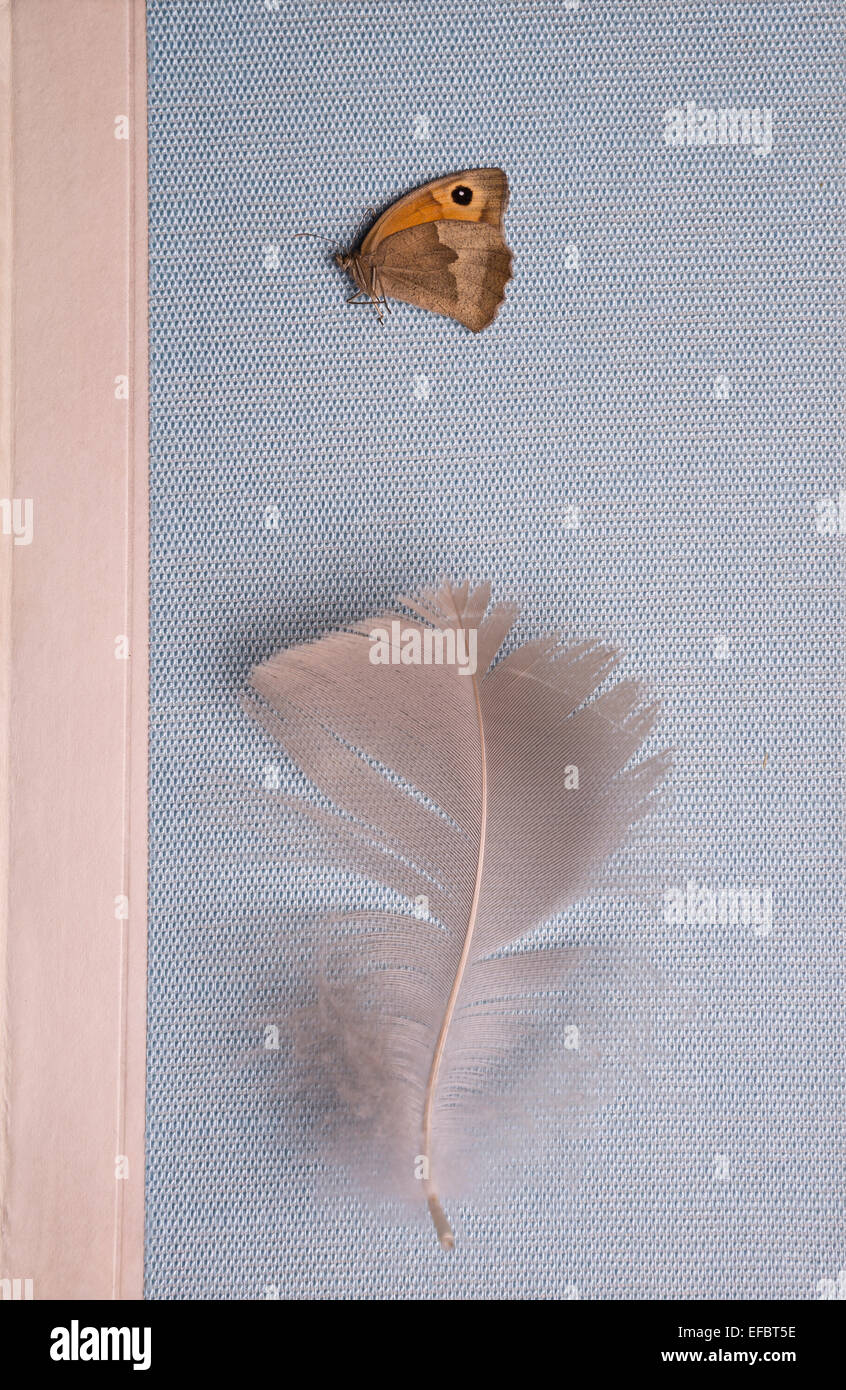 Feder und Schmetterling auf ein Buch Stockfoto