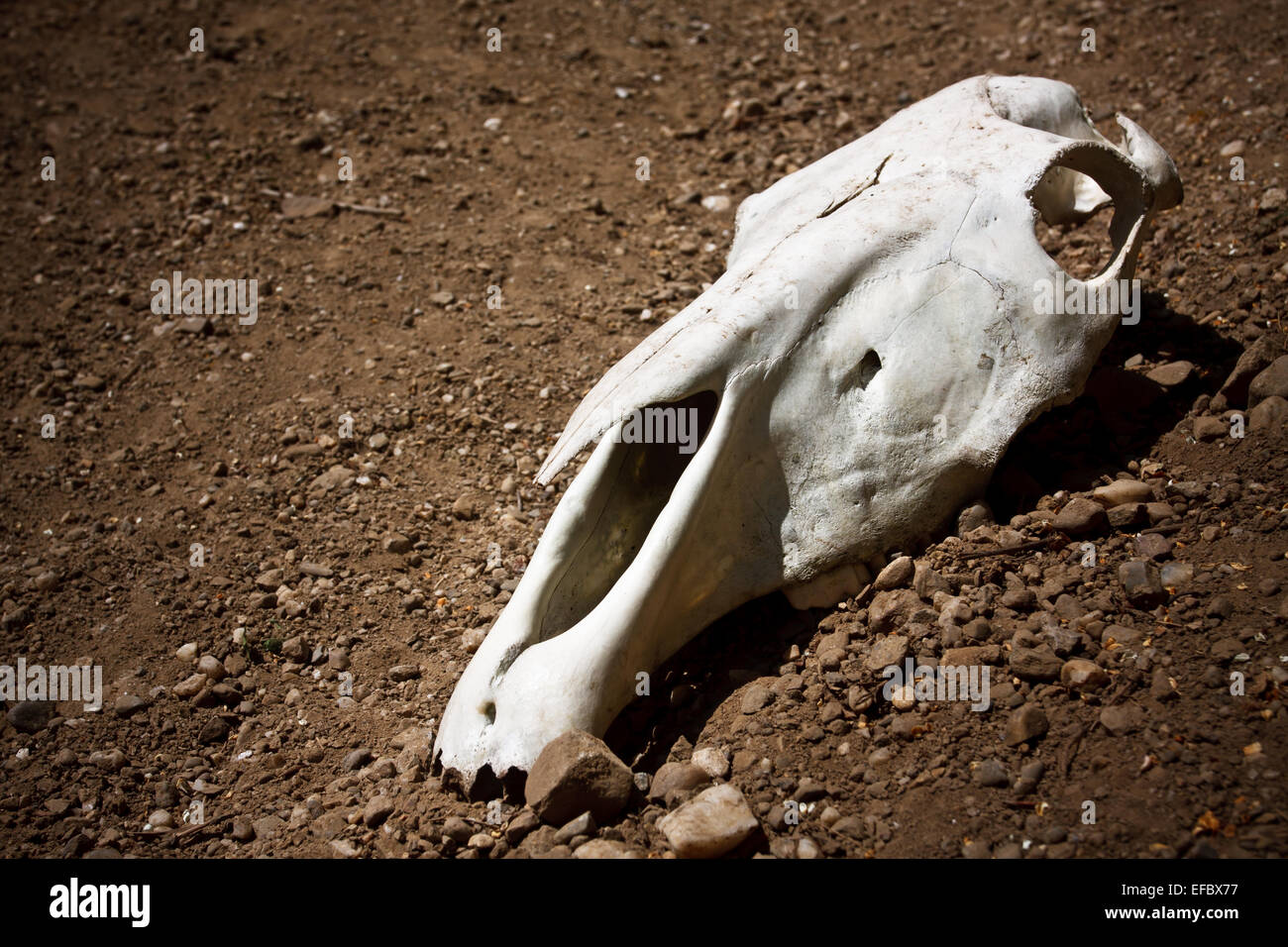 tierische Schädel Stockfoto