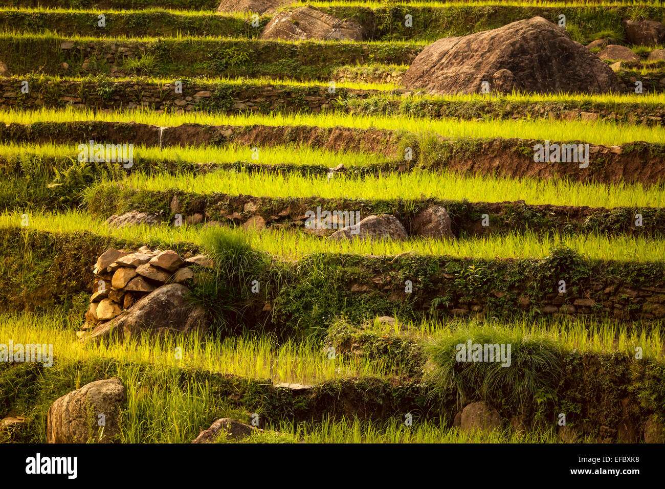 Schöne asiatische Landschaft Stockfoto