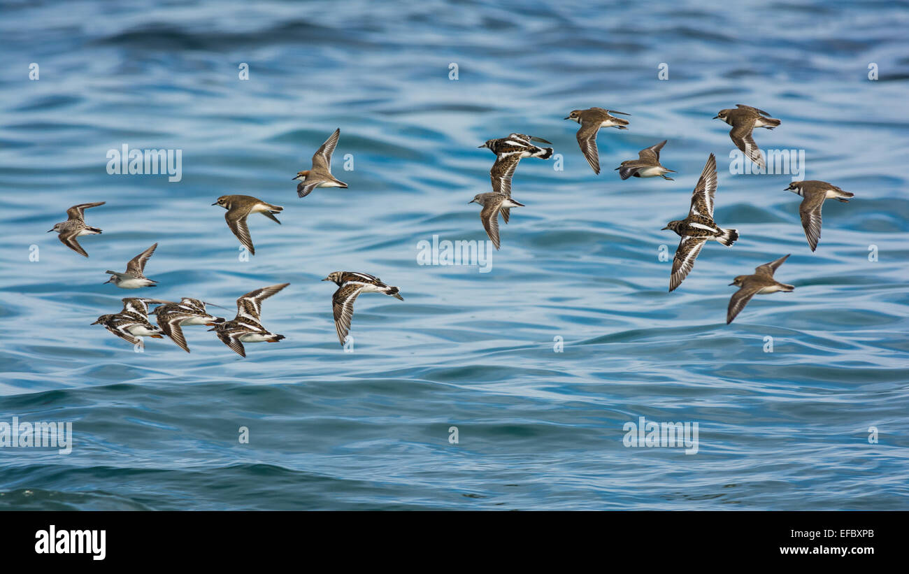 Gemischte Wader Herde. Stockfoto