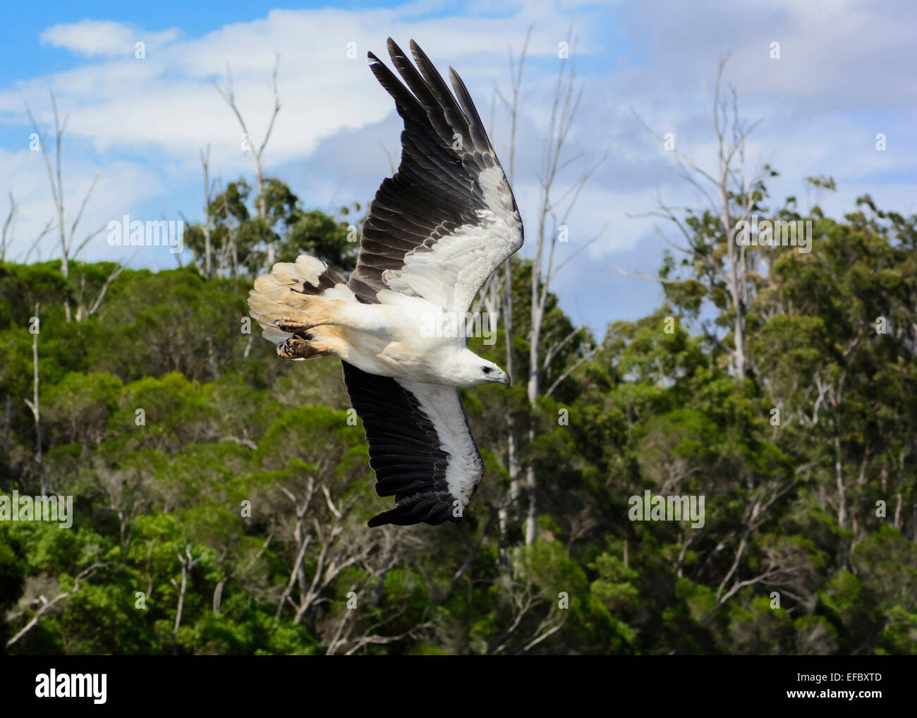 Seeadler herab. Stockfoto