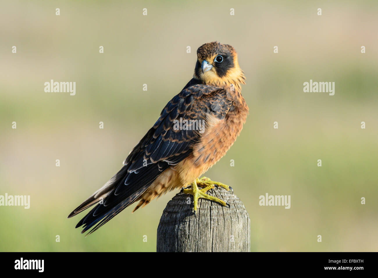 Australische Hobby. Stockfoto