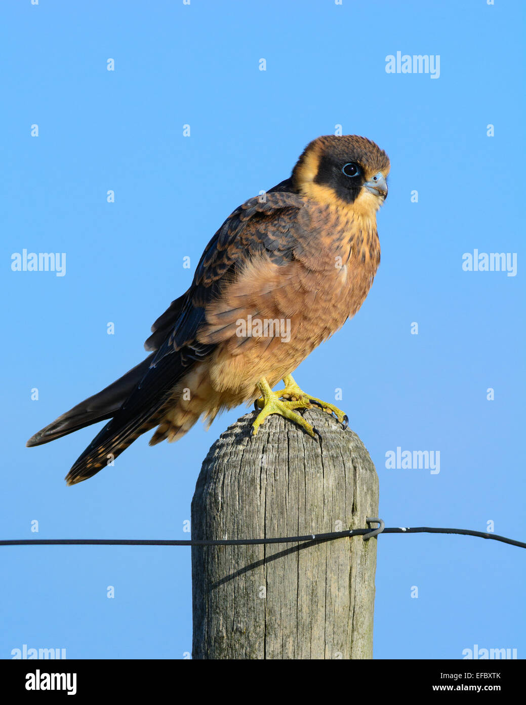 Australische Hobby. Stockfoto