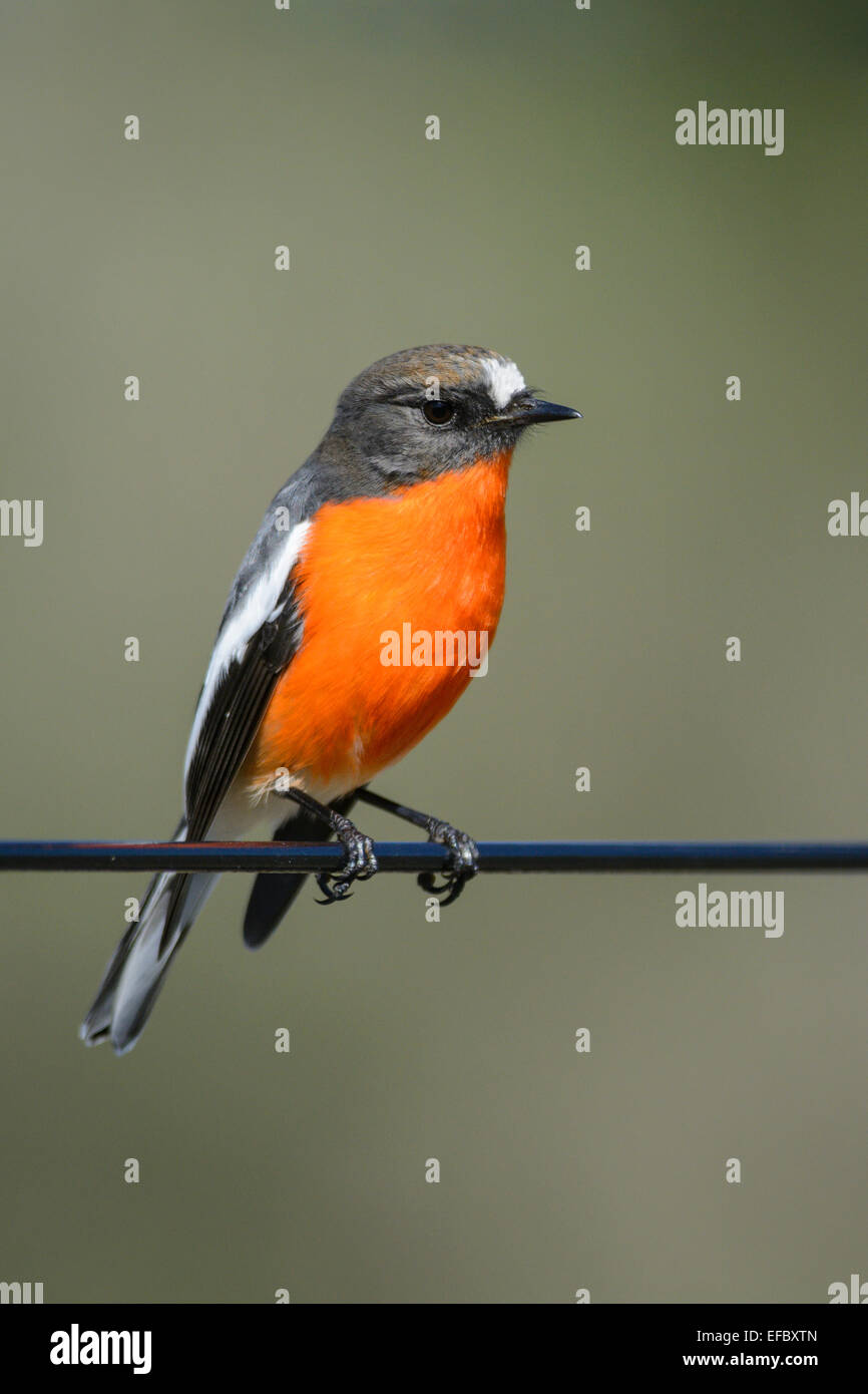 Flamme Robin. Stockfoto