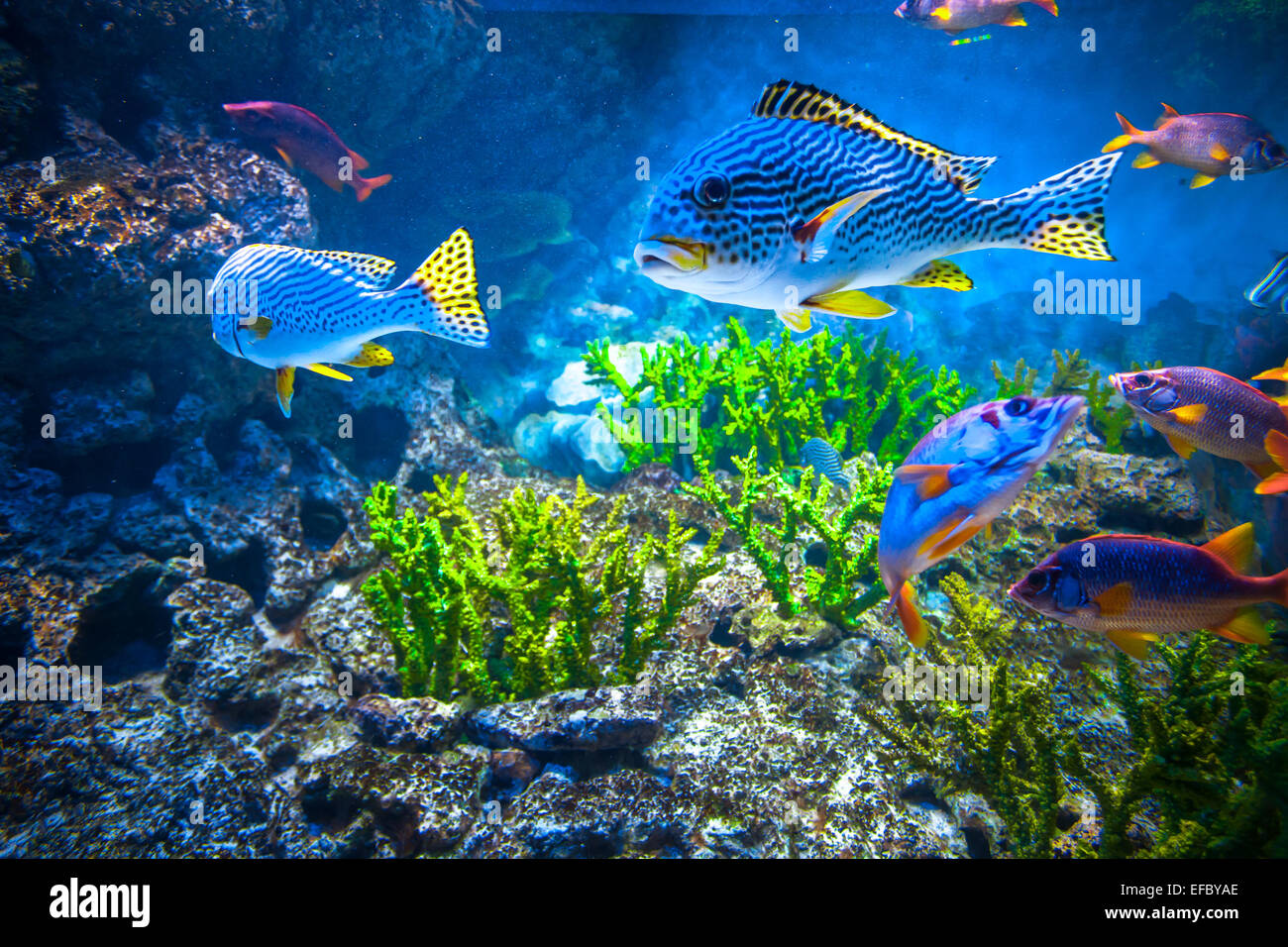 Buntes aquarium Stockfoto