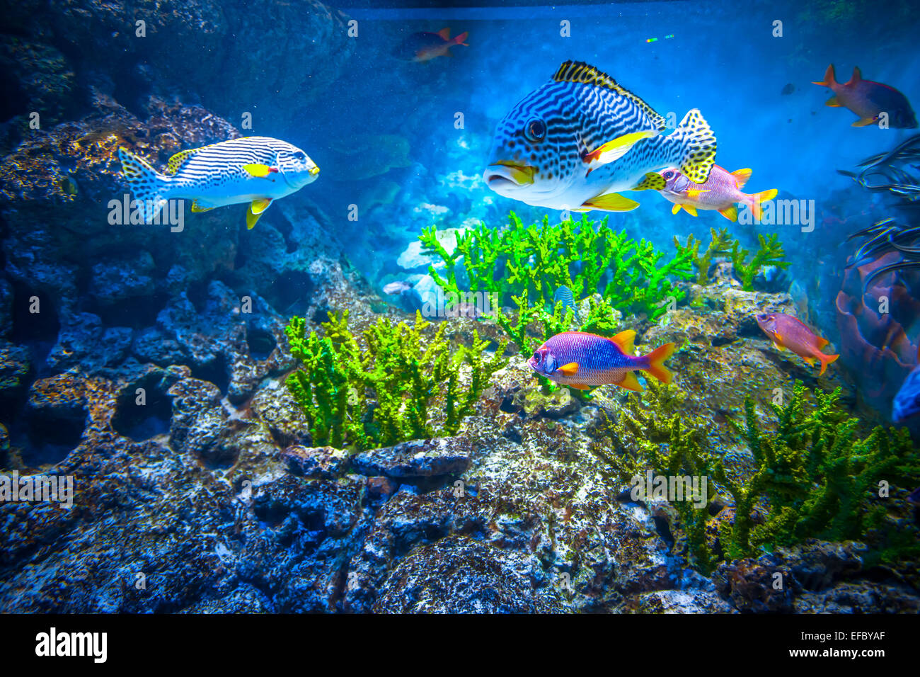 Singapur-aquarium Stockfoto