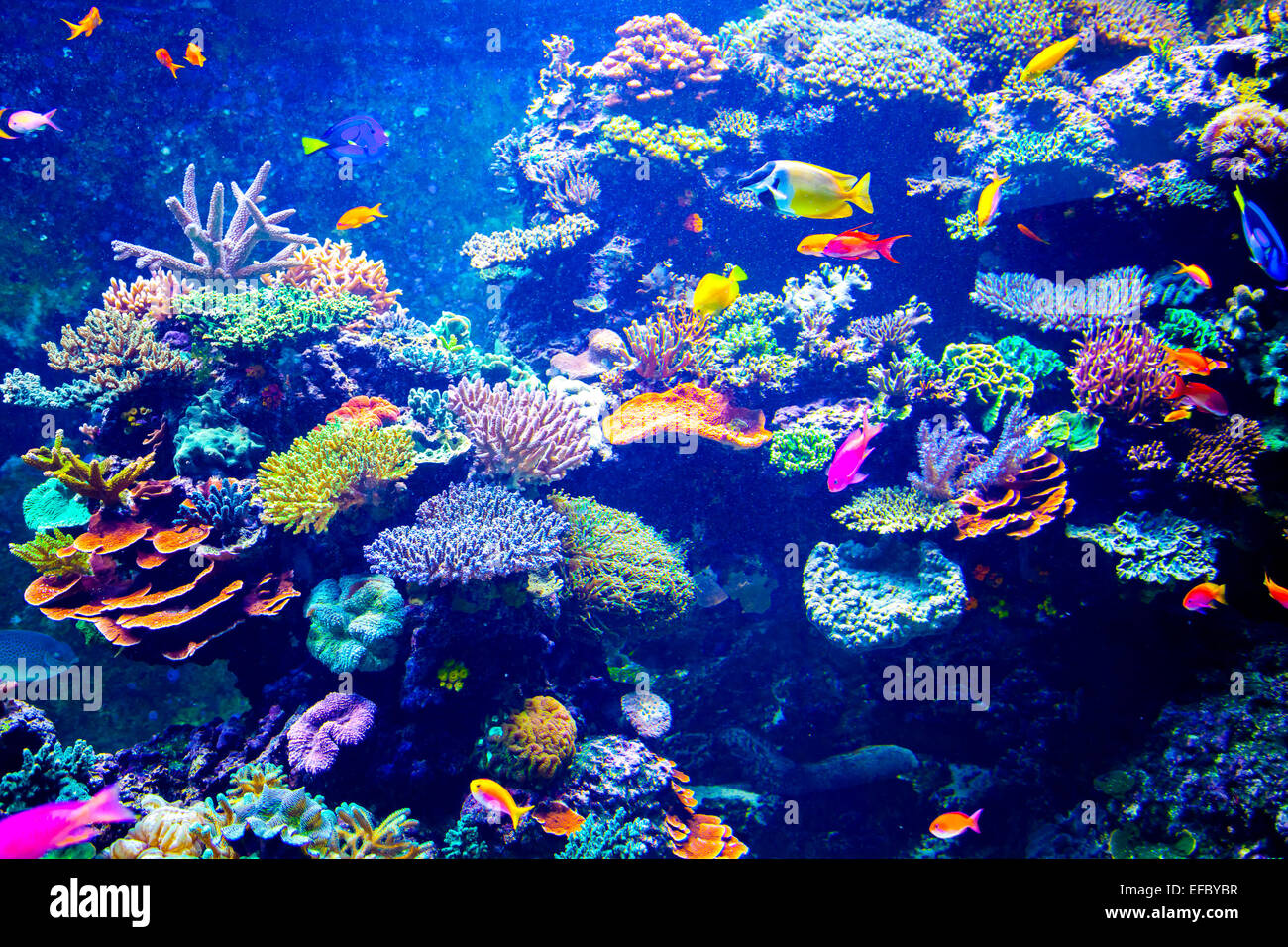 Buntes aquarium Stockfoto
