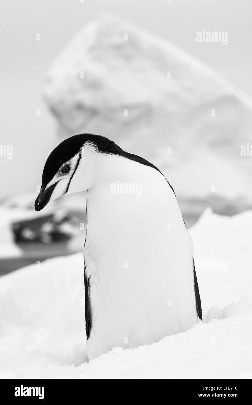 schwarz / weiß Pinguin Stockfoto