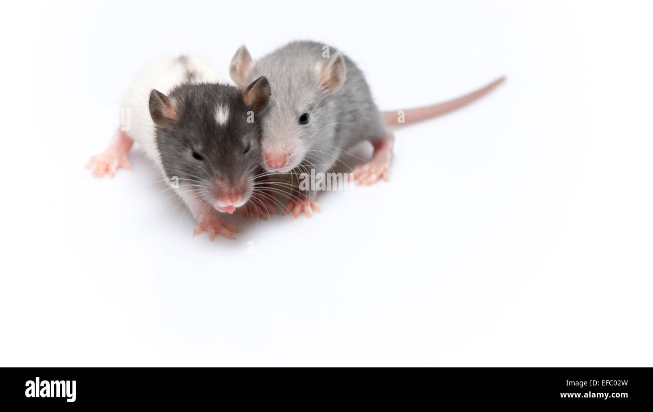 niedliche Baby Ratten Stockfoto