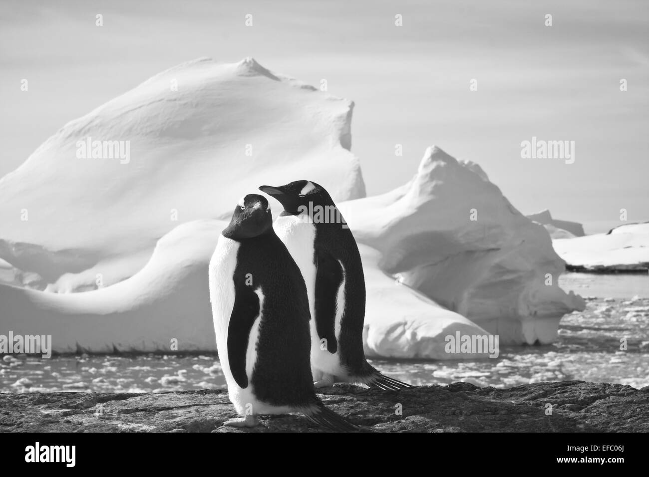 Zwei Pinguine träumen Stockfoto