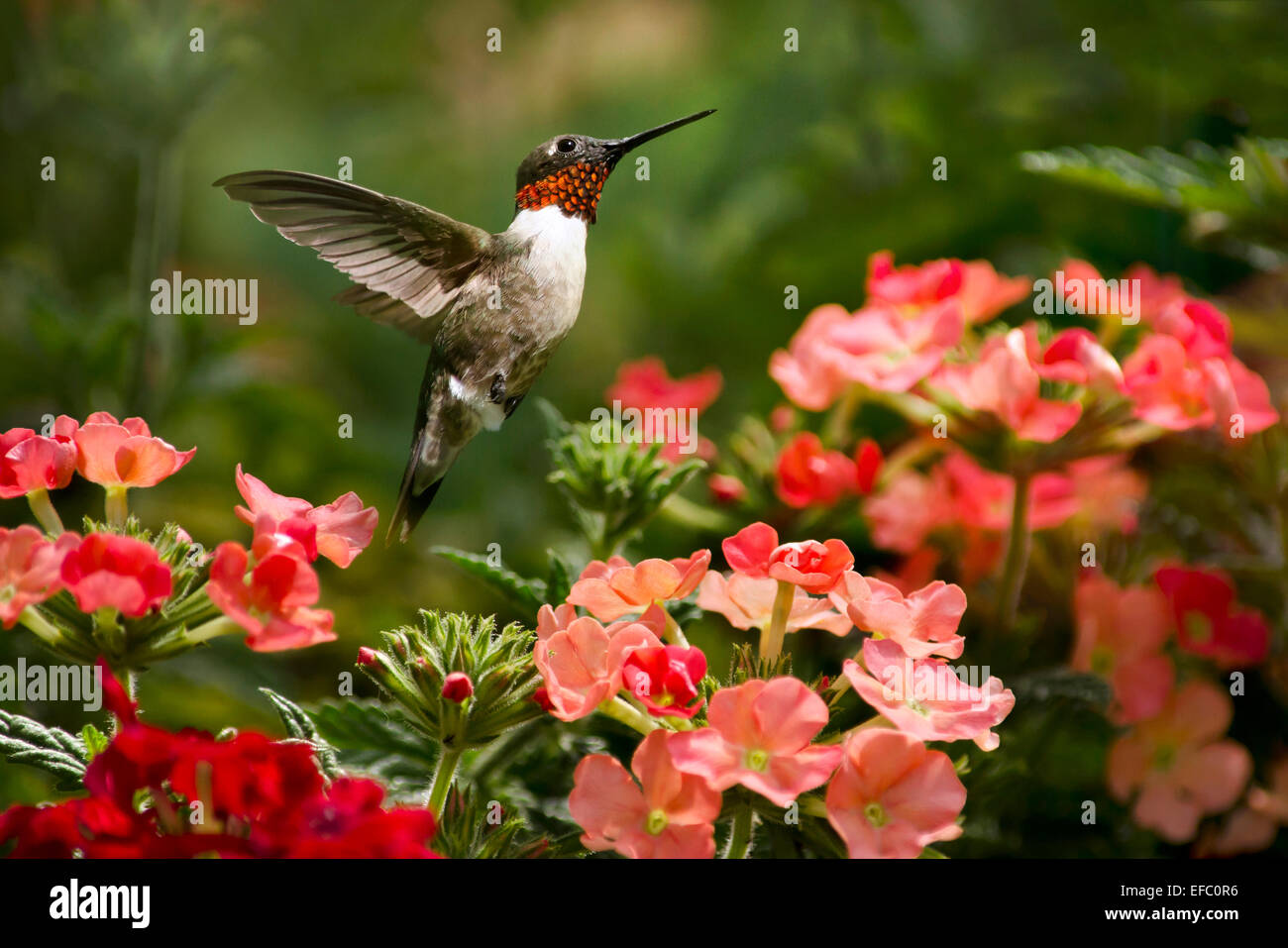 Kolibris fliegen im Sommergarten mit rosa Blüten. Stockfoto