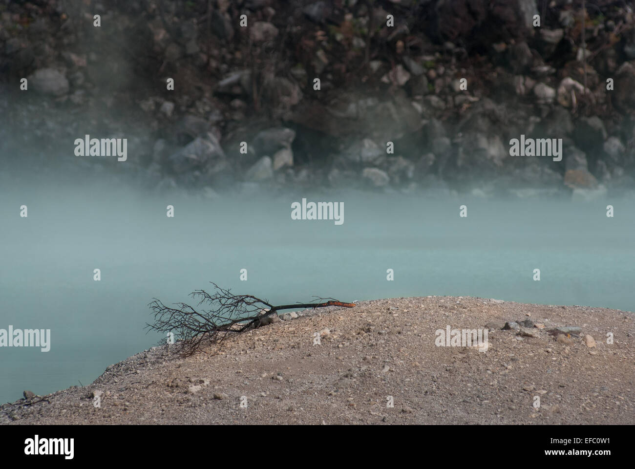 Ein toter Cantigi-Baum auf sandiger Landschaft am Krater des Mount Patuha, im Volksmund bekannt als Kawah Putih (weißer Krater) in Ciwidey, West Java, Indonesien. Stockfoto