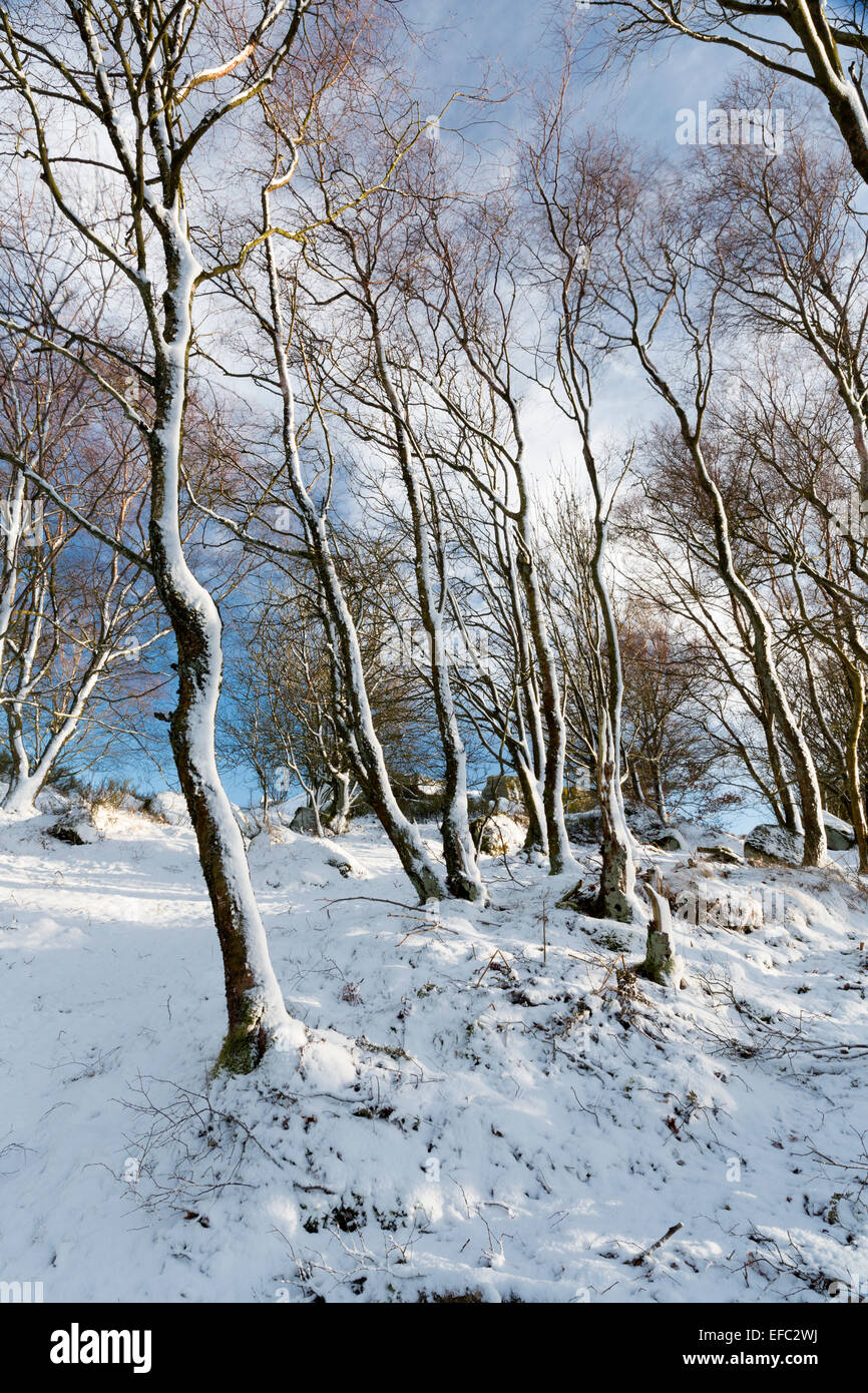 Schnee verkleidet Birken in Nidderdale, North Yorkshire, mitten im Winter. Stockfoto