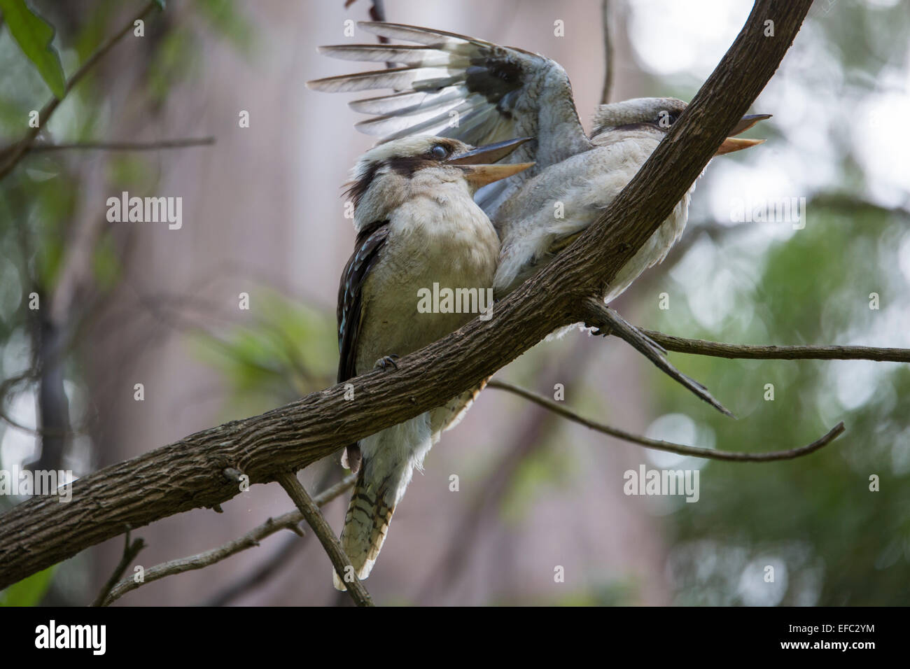 zwei Kookaburras kämpfen Stockfoto