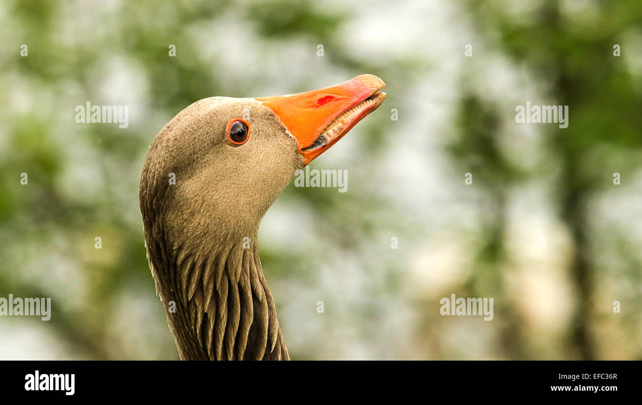 Graugans zeigt Zähne an Leybourne Seen Stockfoto